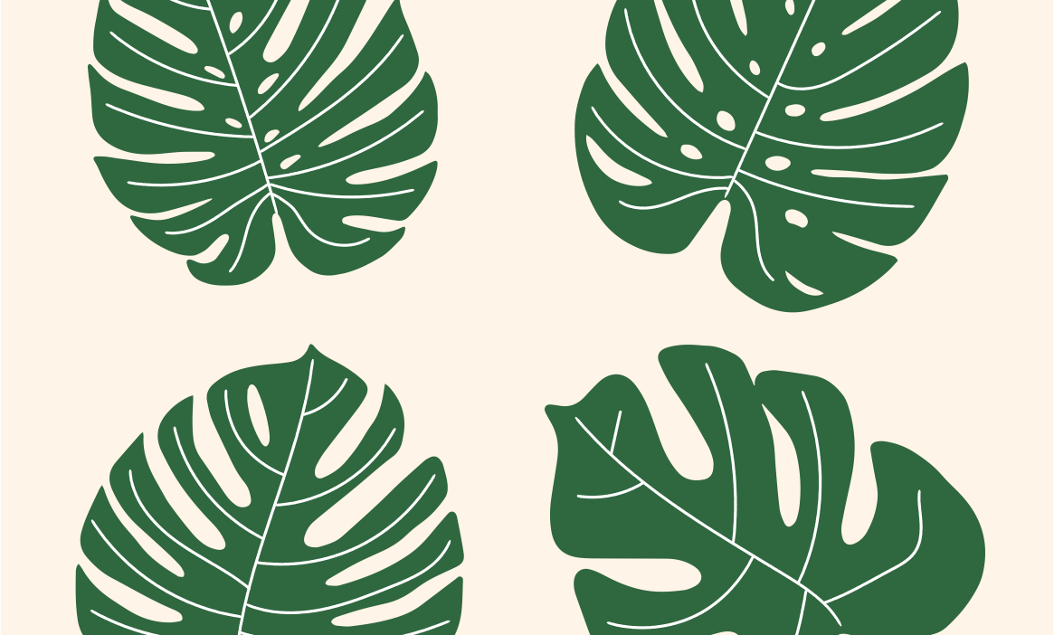 Jenis Monstera